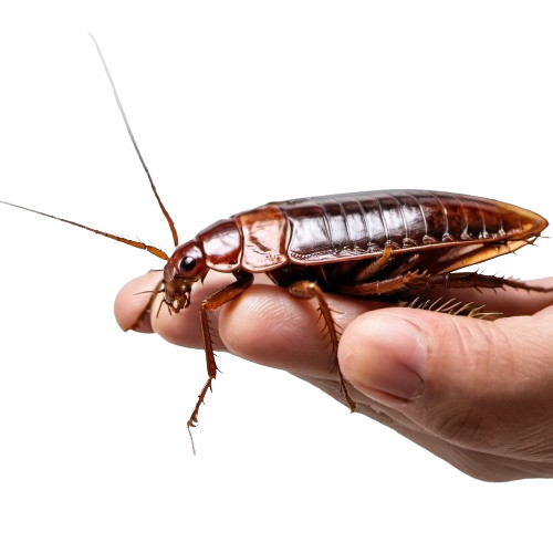 A csótány harap vagy valamilyen más módon árt?